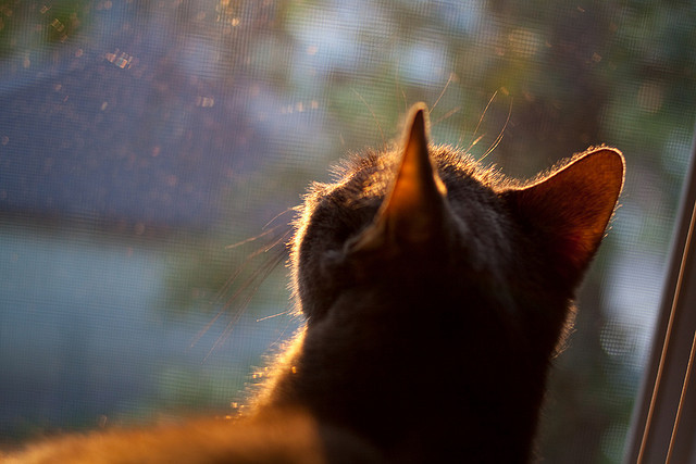 曼城锋线火力全开,争夺联赛冠军,曼城峰区