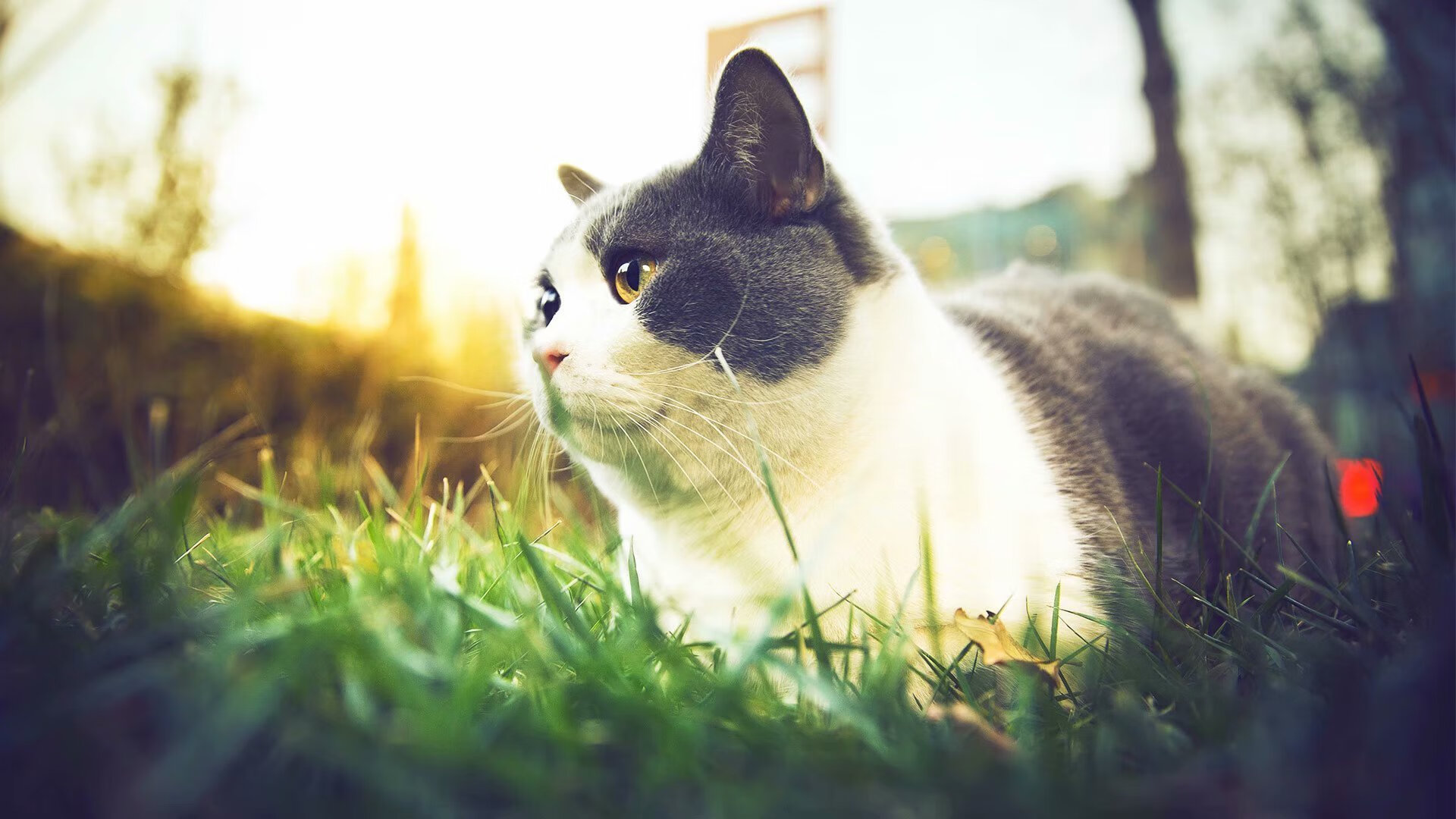 开云中国官网-“德甲领跑集团锁定欧冠资格”，德甲冠军球队