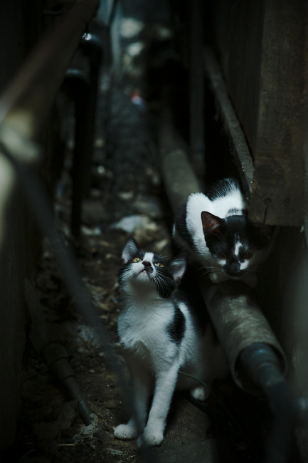 哥伦比亚马术协会建立马匹基因数据库，促进马匹选育与训练。，哥伦比亚 马孔多